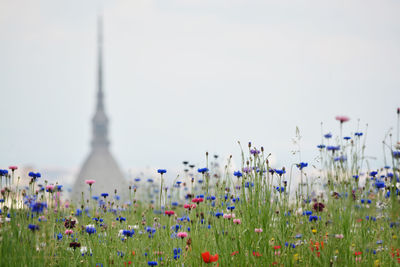 View of flowering plants against the sky