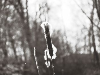 Close-up of plant growing on field