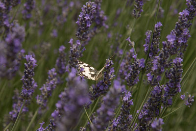 Close-up of bee on purple flowers