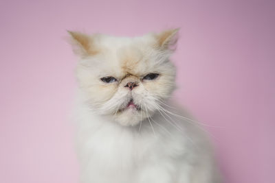 Close-up of a cat looking away