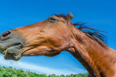 Portrait of the head of a brown horse against a blue sky. wide angle