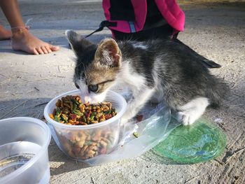 High angle view of cat eating food