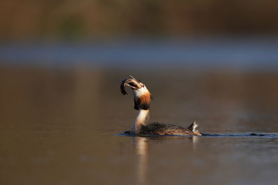 A great crested grebe swallowing its catch
