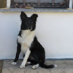 Portrait of black dog sitting on wall