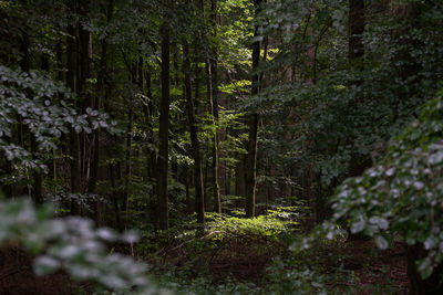 Trees in forest