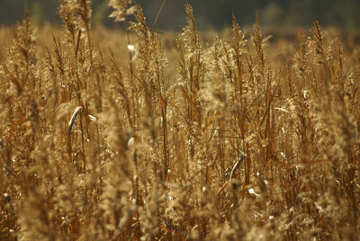 Close-up of plants growing in field