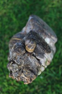 Close-up of snail on leaf