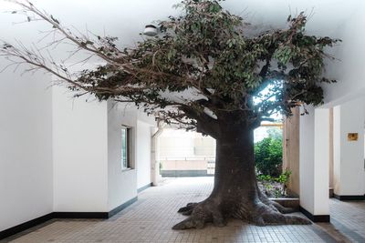 View of tree outside building