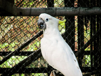 Close-up of parrot in cage