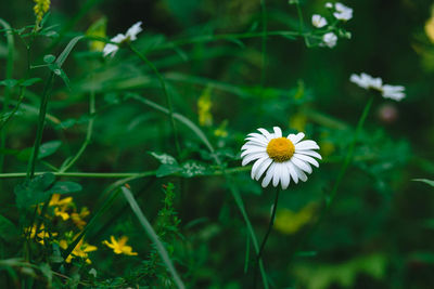 Close-up of white flowering plant