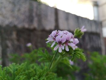 Close-up of pink flowering plant