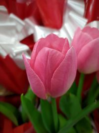 Close-up of red tulip