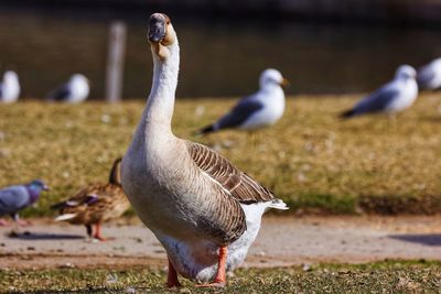 Close-up of pelican on field