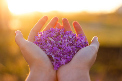 Close-up of hand on purple flower against sky