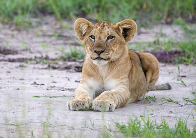 Portrait of lion sitting on field