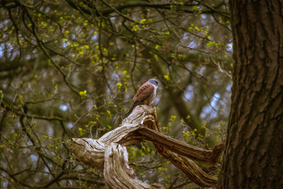 Low angle view of bird perching on tree