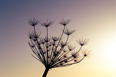 Low angle view of silhouette plant against sky at sunset