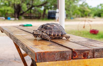 Close-up of a lizard on wood