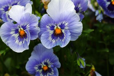 Close-up of purple flowering plant