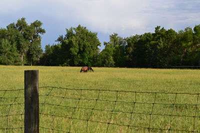 View of a horse on field