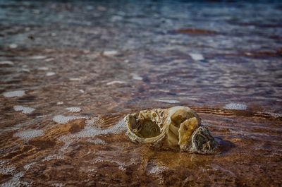 Close-up of a shell on the beach