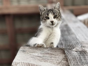 Portrait of kitten