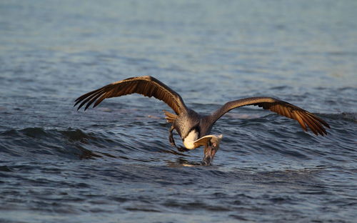 Bird flying over lake