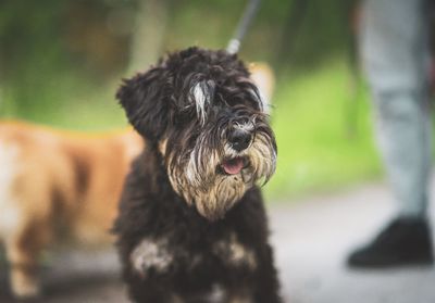 Close-up portrait of a dog