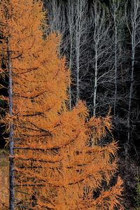 Close-up of tree trunk in forest
