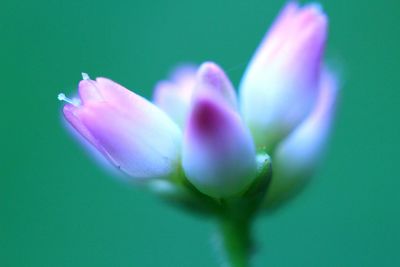 Close-up of pink flowers