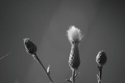 Close-up of plants against blurred background
