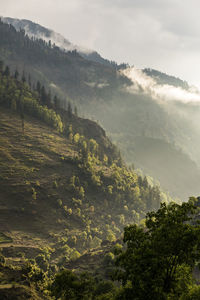 Mountain landscape with pine trees and low clouds at sunset, himalaya