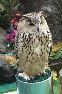 Close-up of owl perching on plant