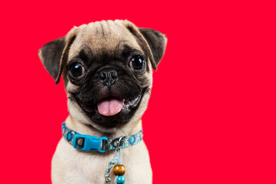 Close-up portrait of a dog