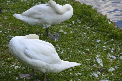 Close-up of white swan in water