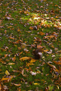 Leaves on field