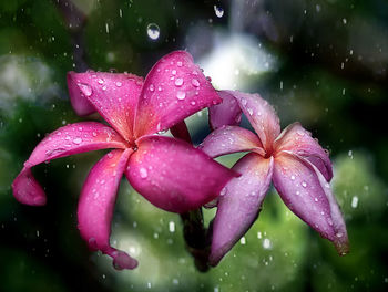 Close-up of wet purple flowering plant during rainy season