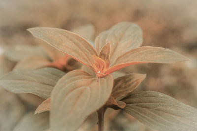 Close-up of red leaves on plant