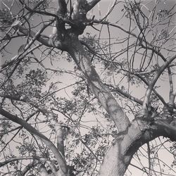 Low angle view of bare trees against sky