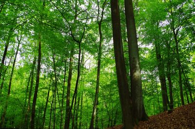 Low angle view of trees in forest against sky