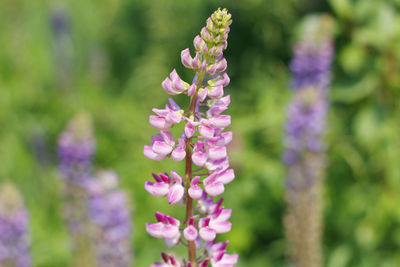 Close-up of pink flowering plants on field