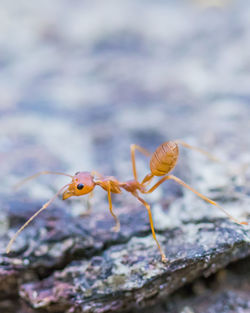 Close-up of ant on rock