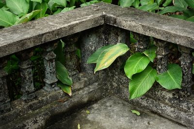 High angle view of leaves