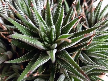 Full frame shot of succulent plant