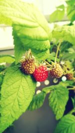 Close-up of strawberries on tree