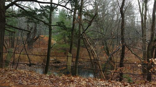 Bare trees in forest