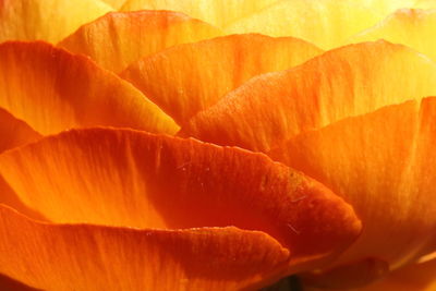 Full frame shot of orange buttercup