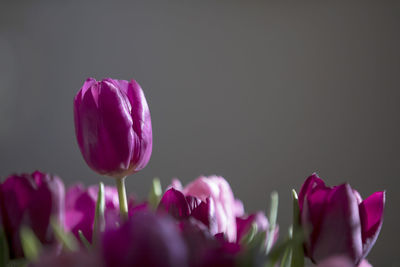 Close-up of pink tulips blooming outdoors