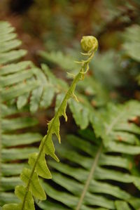 Close-up of insect on plant