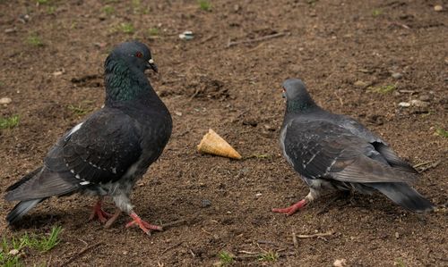 Close-up of pigeons on field